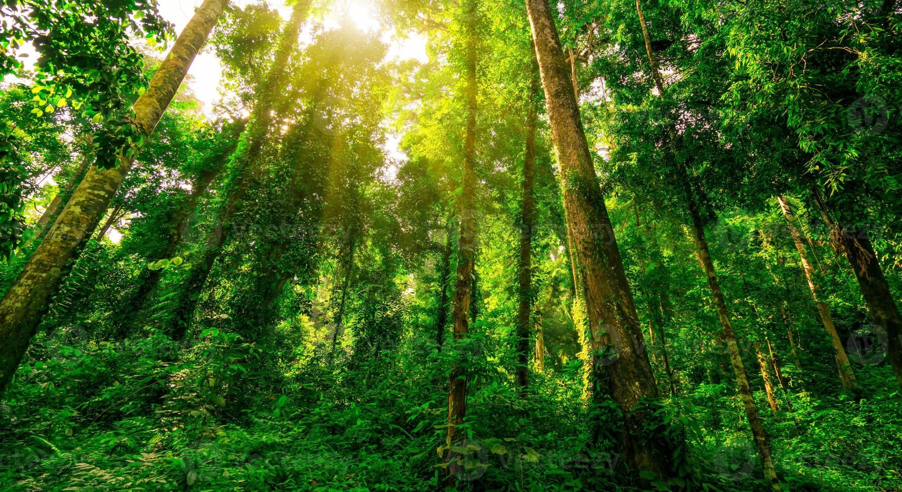 Bottom view of green tree in tropical forest with sunshine. Bottom view background of tree with green leaves and sun light in the the day. Tall tree in woods. Jungle in Thailand. Asian tropical forest photo