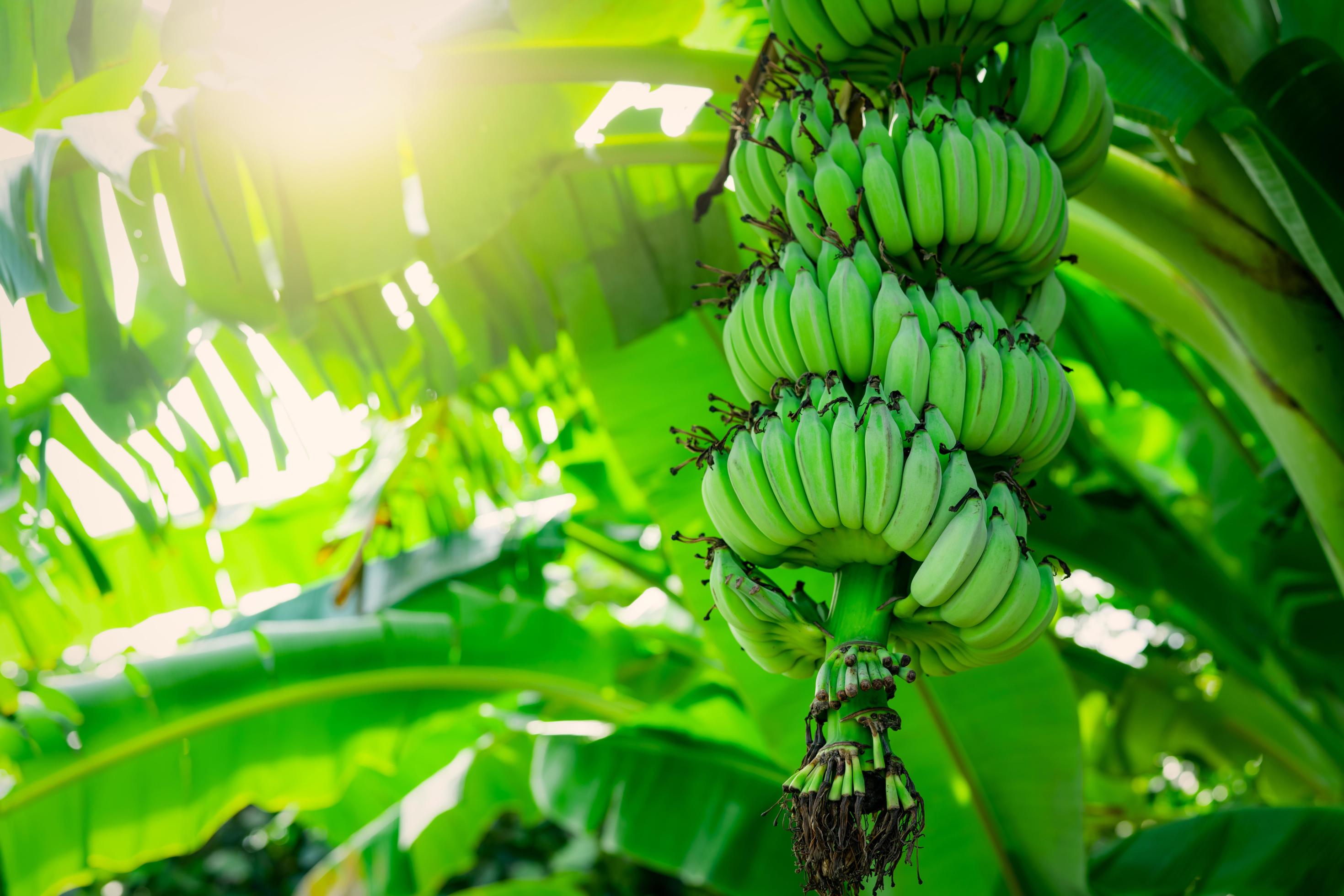 Banana tree with bunch of raw green bananas and banana green leaves