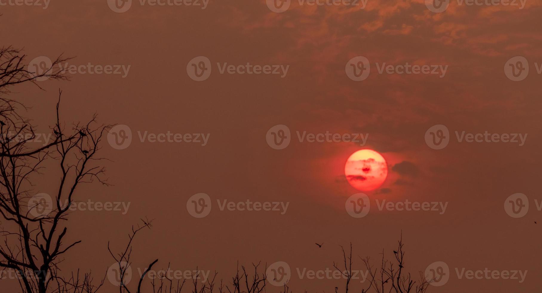 siluetee el árbol muerto y los pájaros que vuelan en la puesta del sol en el cielo rojo. fondo para un concepto pacífico y tranquilo. luz de esperanza y espiritual. concepto de despertar e inspiración. concepto de alma y respeto. foto