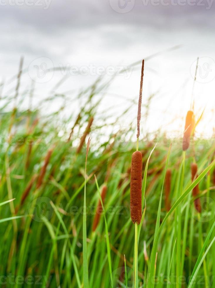 Brown grass flower with green leaves. Grass flower field with morning sunlight. Typha angustifolia field. Cattails on blurred grass field. The stalks are topped with brown, fluffy, sausage-shaped. photo