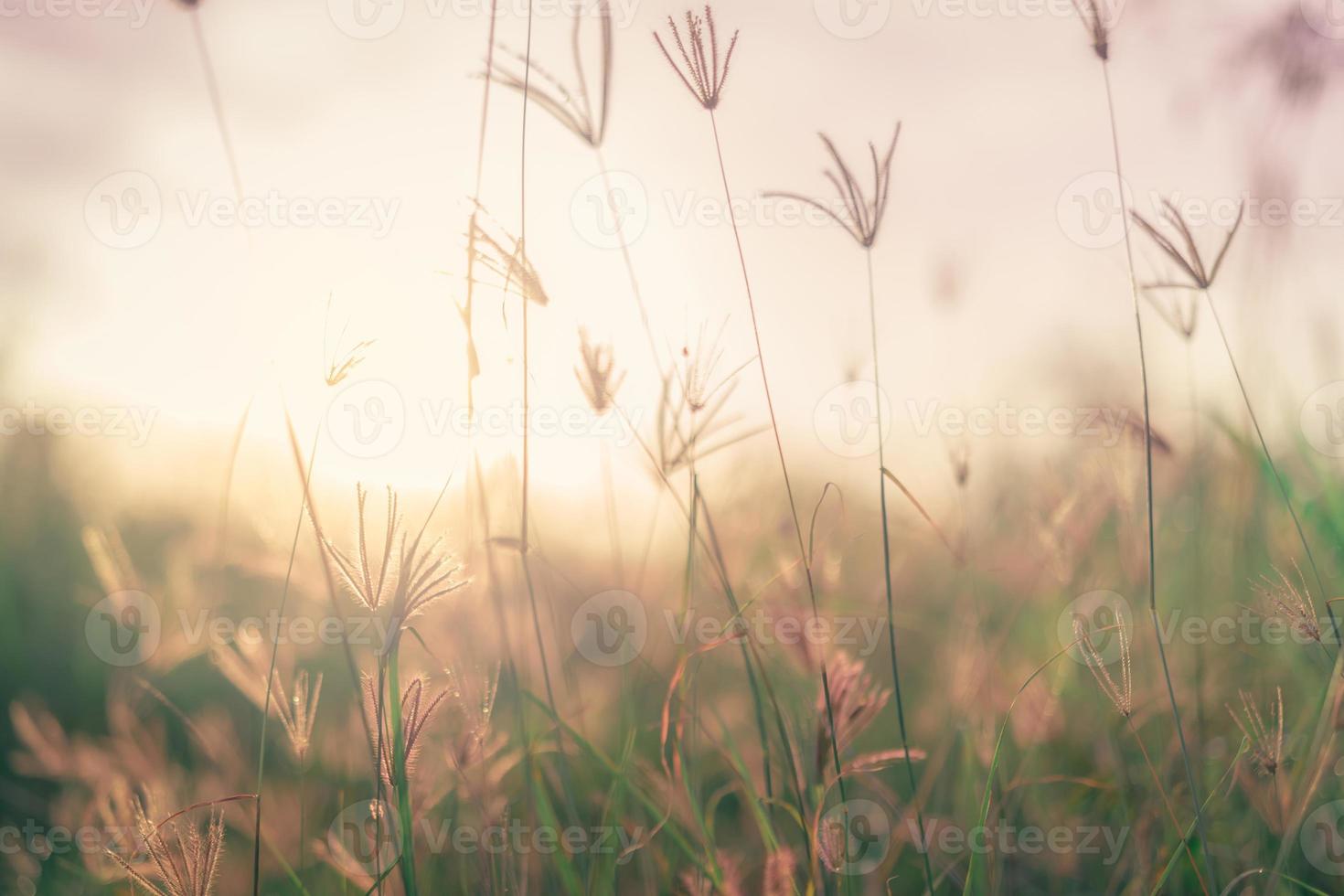 Grass flower field in the morning. Closeup brown grass flower with blurred green leaves bokeh background. Grass field in the forest with sunlight. Summer time in countryside. Dreamy background. photo