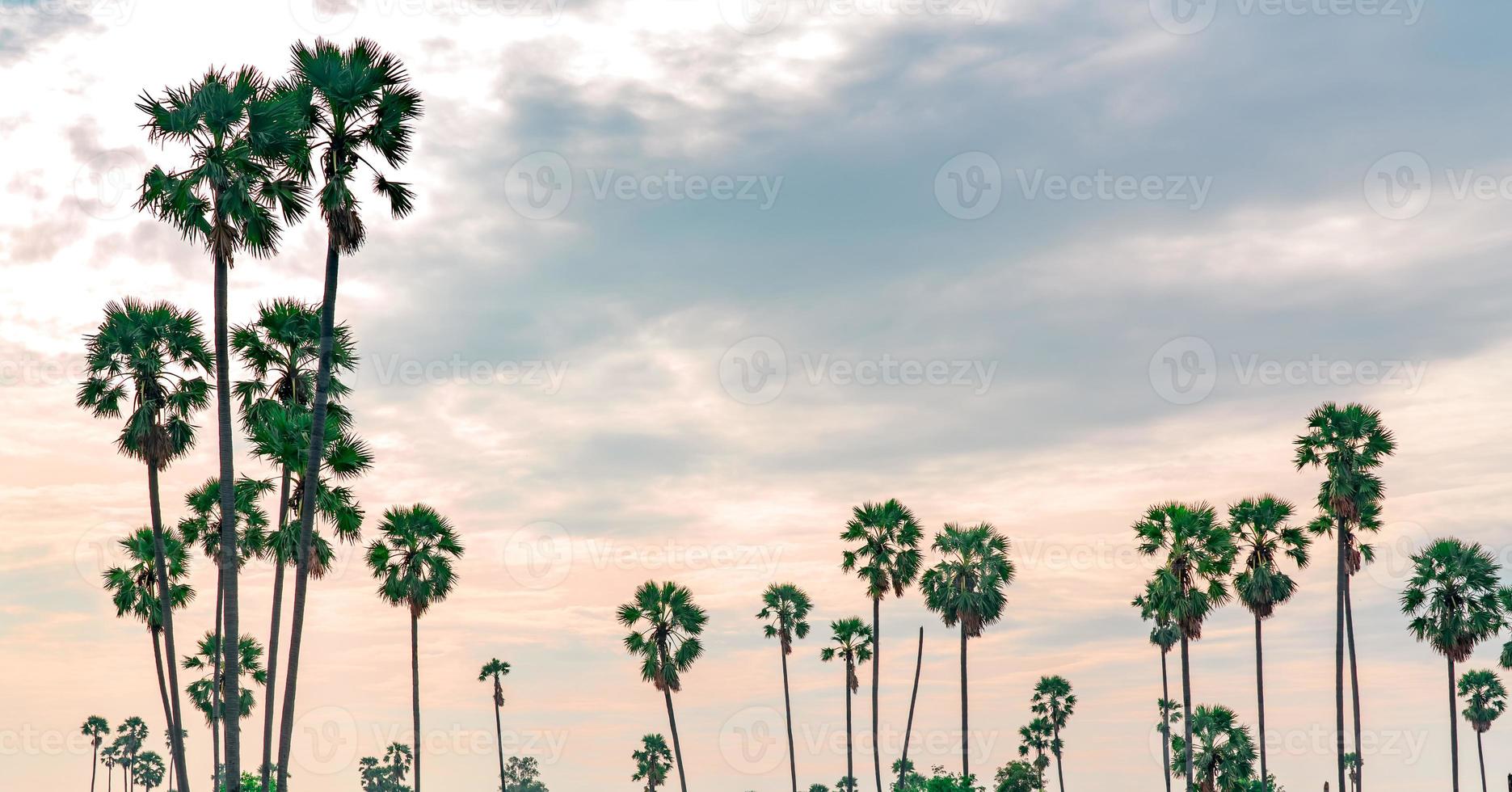 Sugar palm tree in Thailand with beautiful sunset sky. Beautiful pattern of sugar parm tree in summer. Landscape of rural nature. Romantic pink sky with tall tree. Travel in tropical background. photo