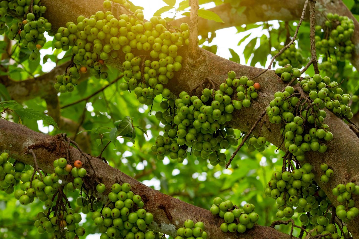 Cluster fig Ficus racemosa in tropical forest. Bottom view of green tree in tropical forest. Closeup raw and ripe cluster fig on branches of tree. Organic fruit. Bunch of green fruit. photo