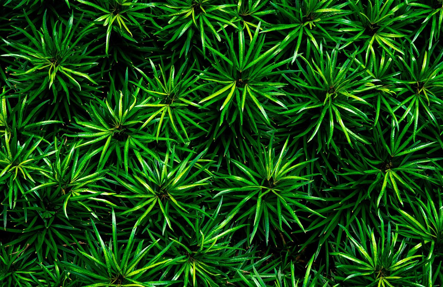 Closeup of green leaves texture background. Green leaves with beautiful pattern in jungle for organic concept. Natural plant in tropic garden. Nature background. Small green leaf in bush background. photo