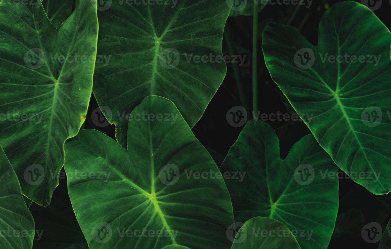 Green leaves of elephant ear in jungle. Green leaf texture with minimal pattern. Green leaves in tropical forest. Botanical garden. Greenery wallpaper for spa or mental health and mind therapy. photo