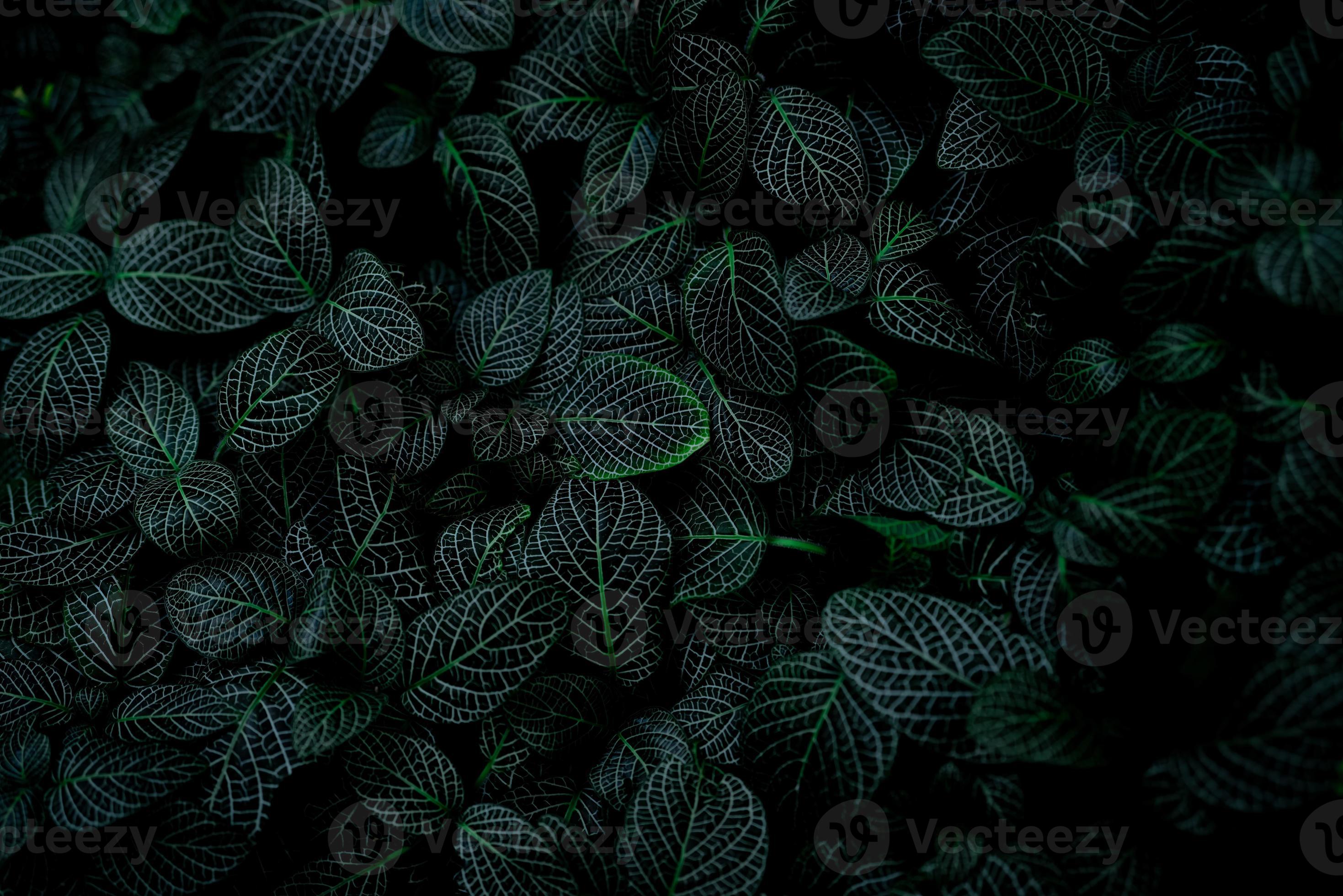 Nature black plants HD phone wallpaper  Peakpx