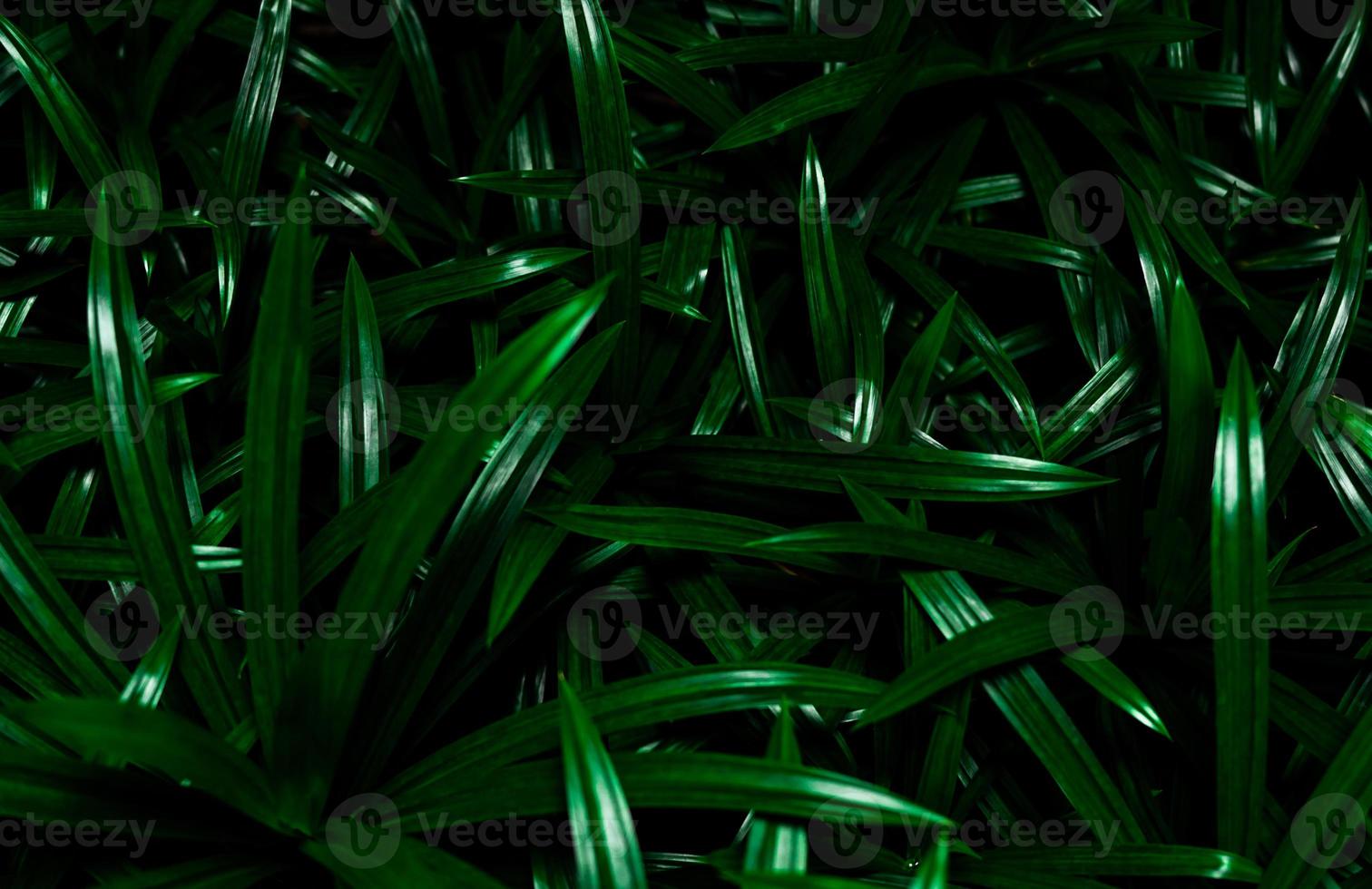 Closeup pandan leaves texture background. Green leaves with beautiful pattern in jungle for organic concept. Natural plant in tropic garden. Nature background. Pandanus aromatic leaf with dark light. photo
