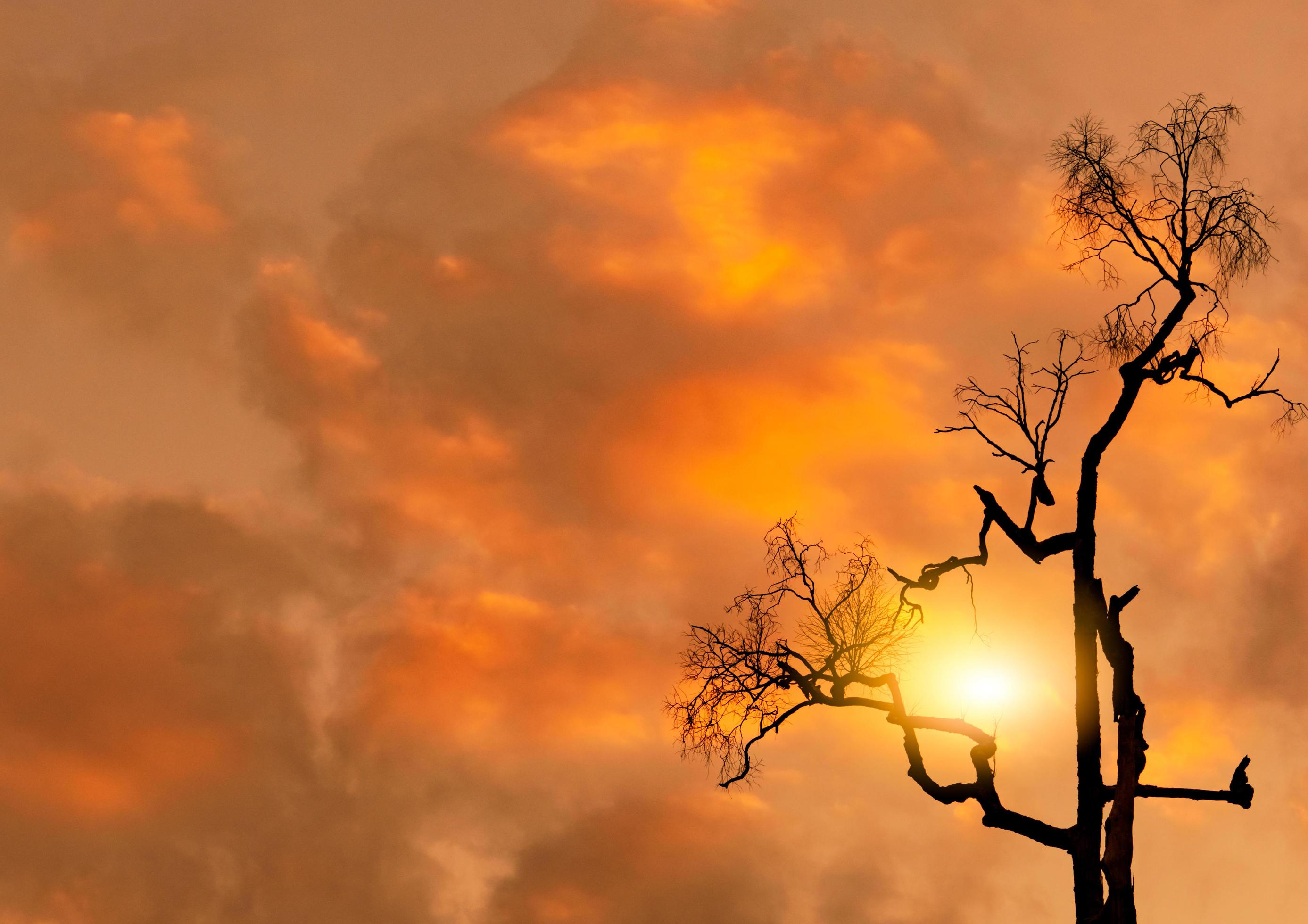 Low angle view silhouette dead tree on orange sunset sky and clouds. Sad,  death, and grief background. Horror dead tree. Beauty in nature. Leafless  tree for inspiration or quote abstract background. 7669274