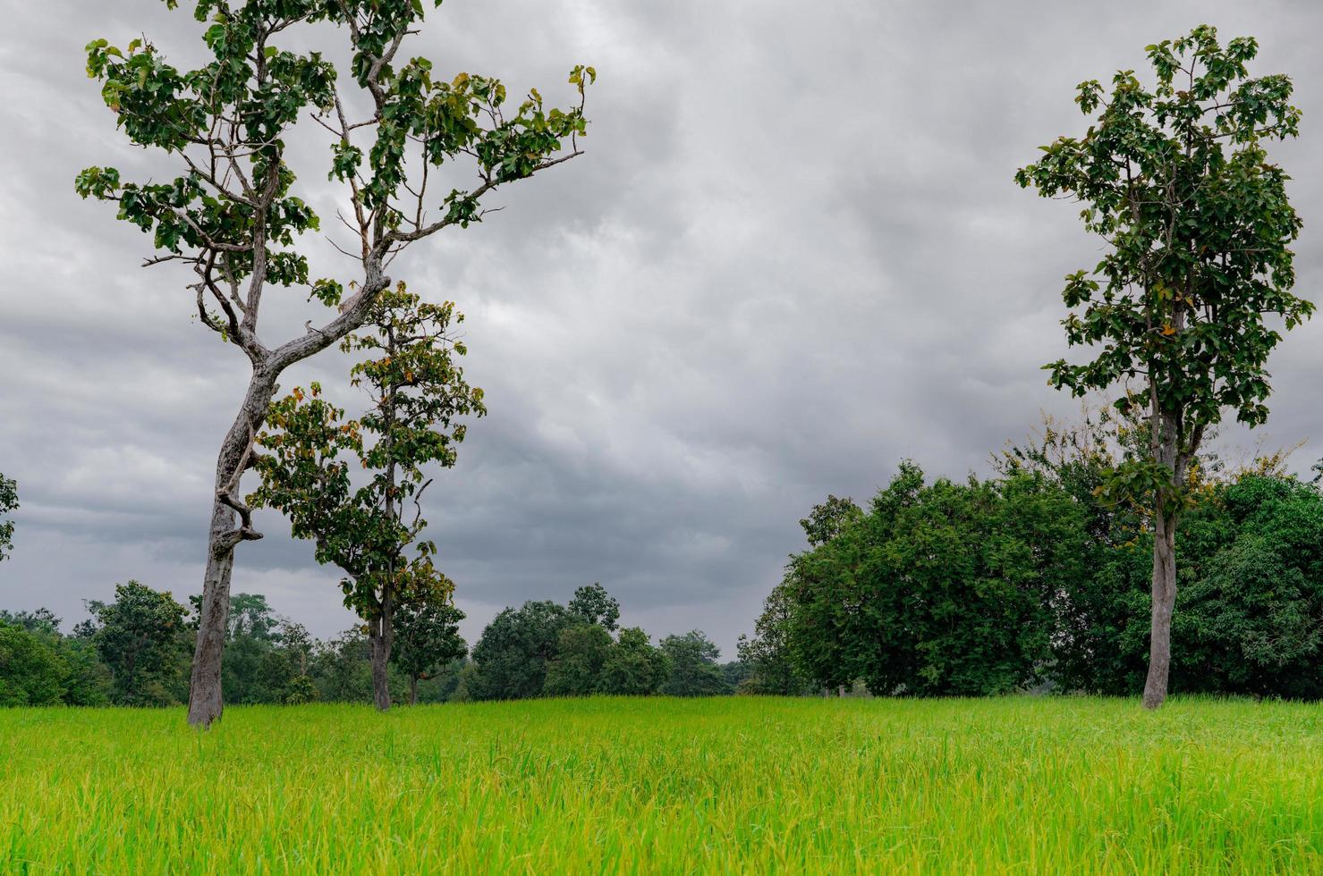 paisaje campo de arroz verde y cielo nublado. granja de arroz con árbol tropical. Se vende terreno agrícola. tierra de cultivo plantación de arroz. granja de arroz orgánico. vista del país concepto de crédito de carbono. área rural. foto