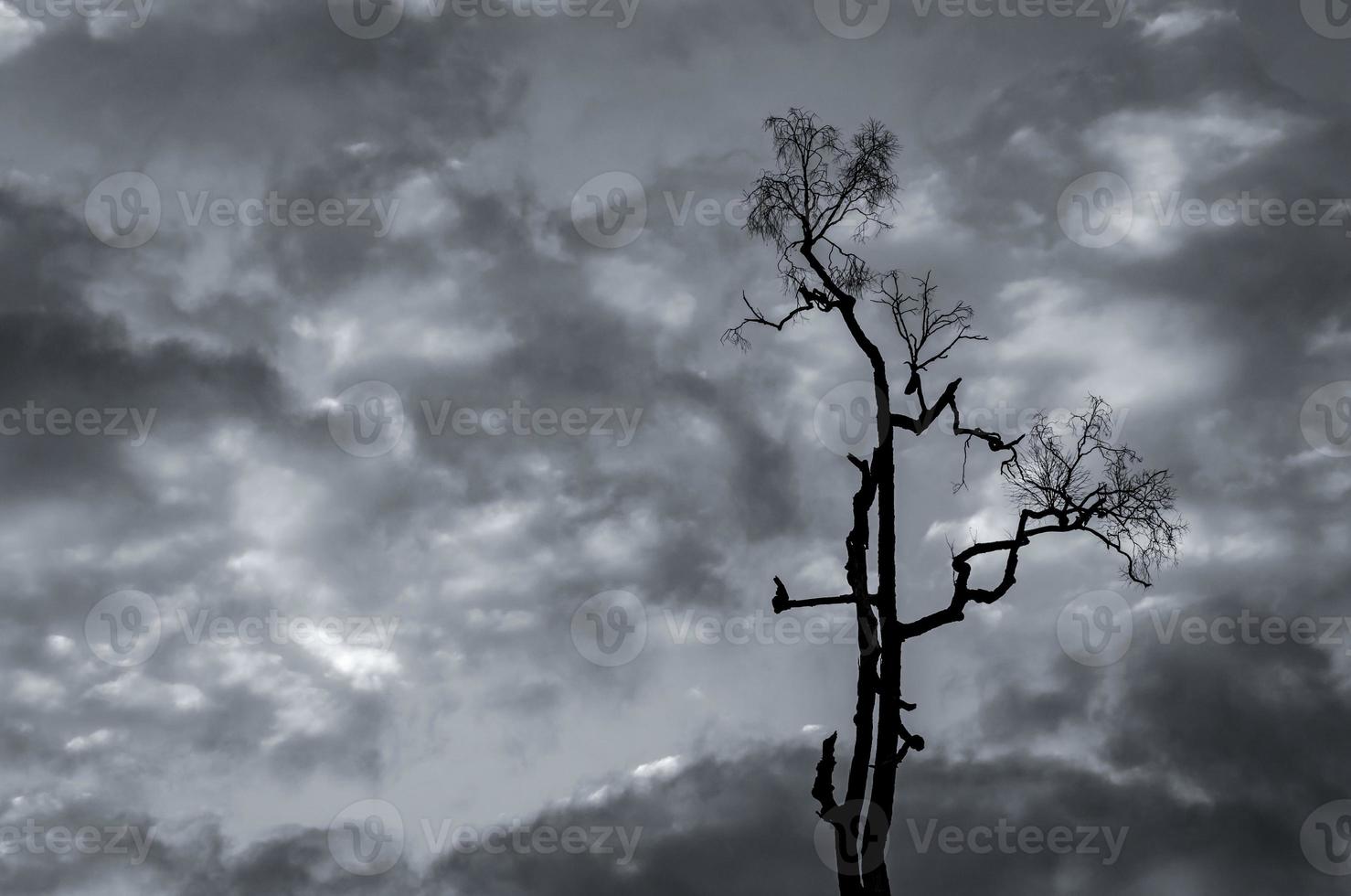 Silhouette dead tree and branch on grey sky background. Black branches of tree. Nature texture background. Art background for sad, dead, lonely, hopeless, and despair. Lonely death background. photo