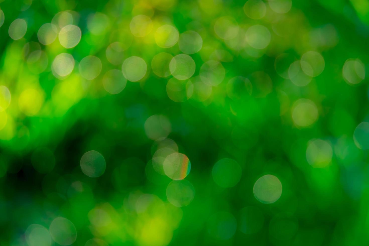 Blurred fresh green grass field in the early morning. Green grass with bokeh background in spring. Nature background. Clean environment. Green bokeh abstract background with sun light. photo