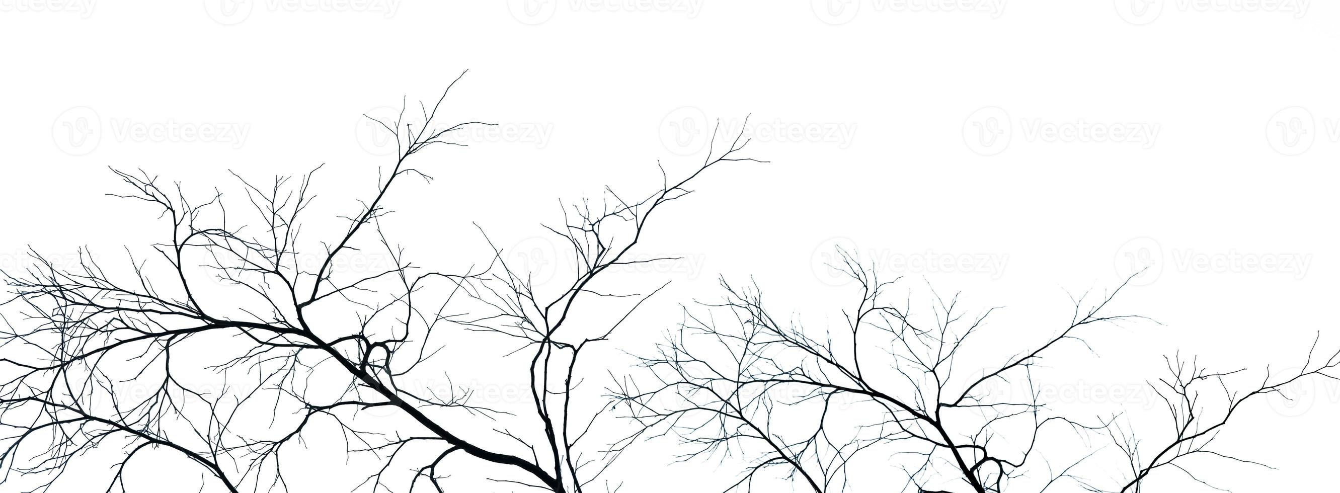 Dead tree and branch isolated on white background. Black branches of tree backdrop. Nature texture background. Tree branch for graphic design and decoration. Art on black and white scene. photo