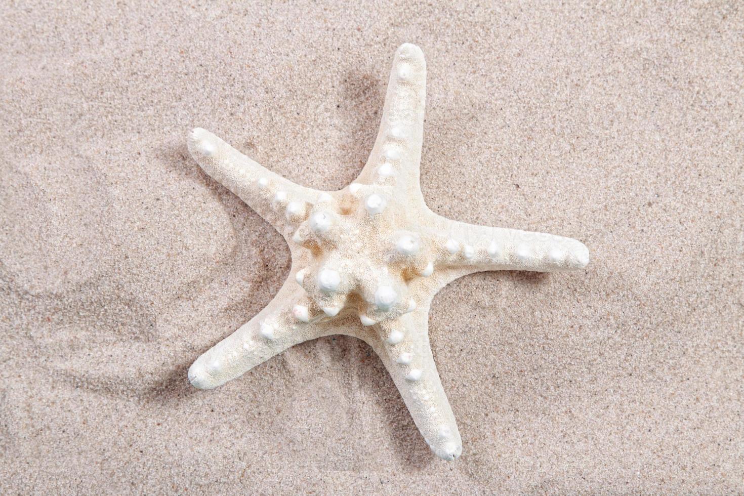 white starfish on the sand close-up top view. Starfish on the beach. Beach summer background with sand, sea and copyspace photo