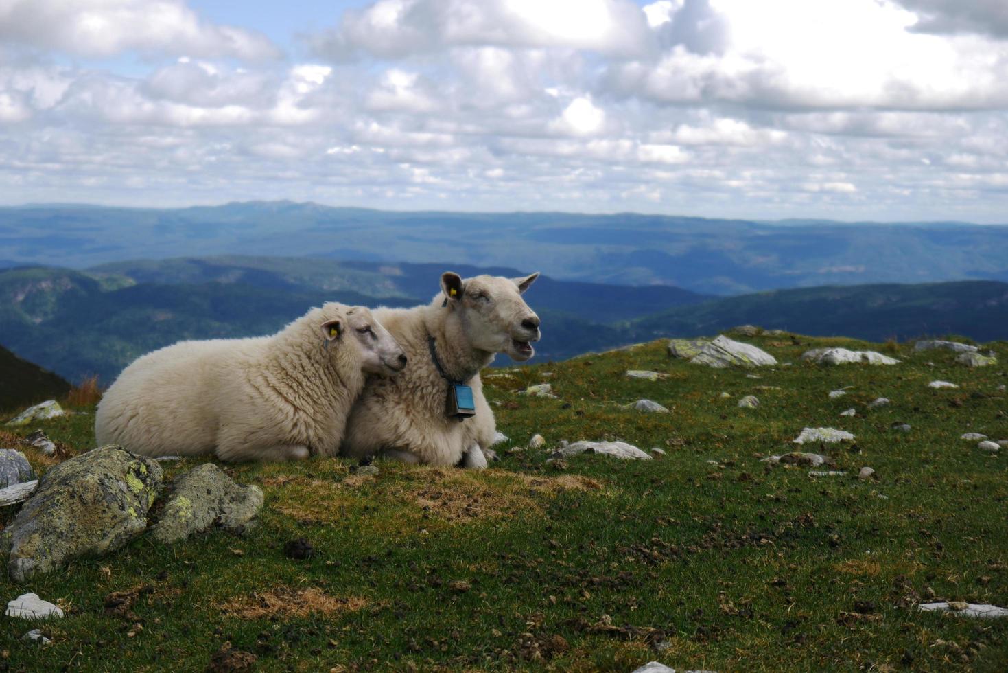 Sheep and lamb resting on hillside in mountains photo