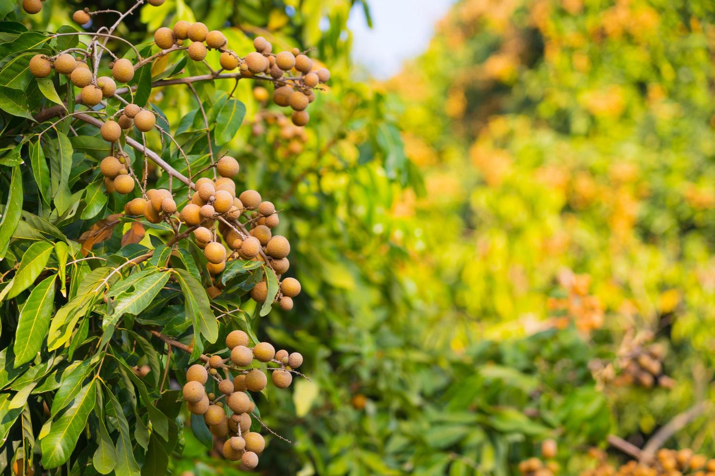 fruta longan en la granja del agricultor que tiene mucha fruta en el árbol longan en chiang mai tailandia foto