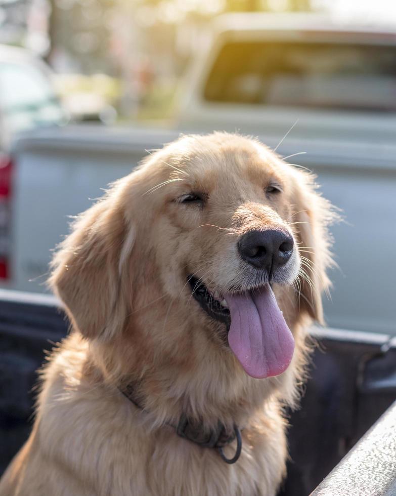 Golden Retriever Dog Face Tongue. photo