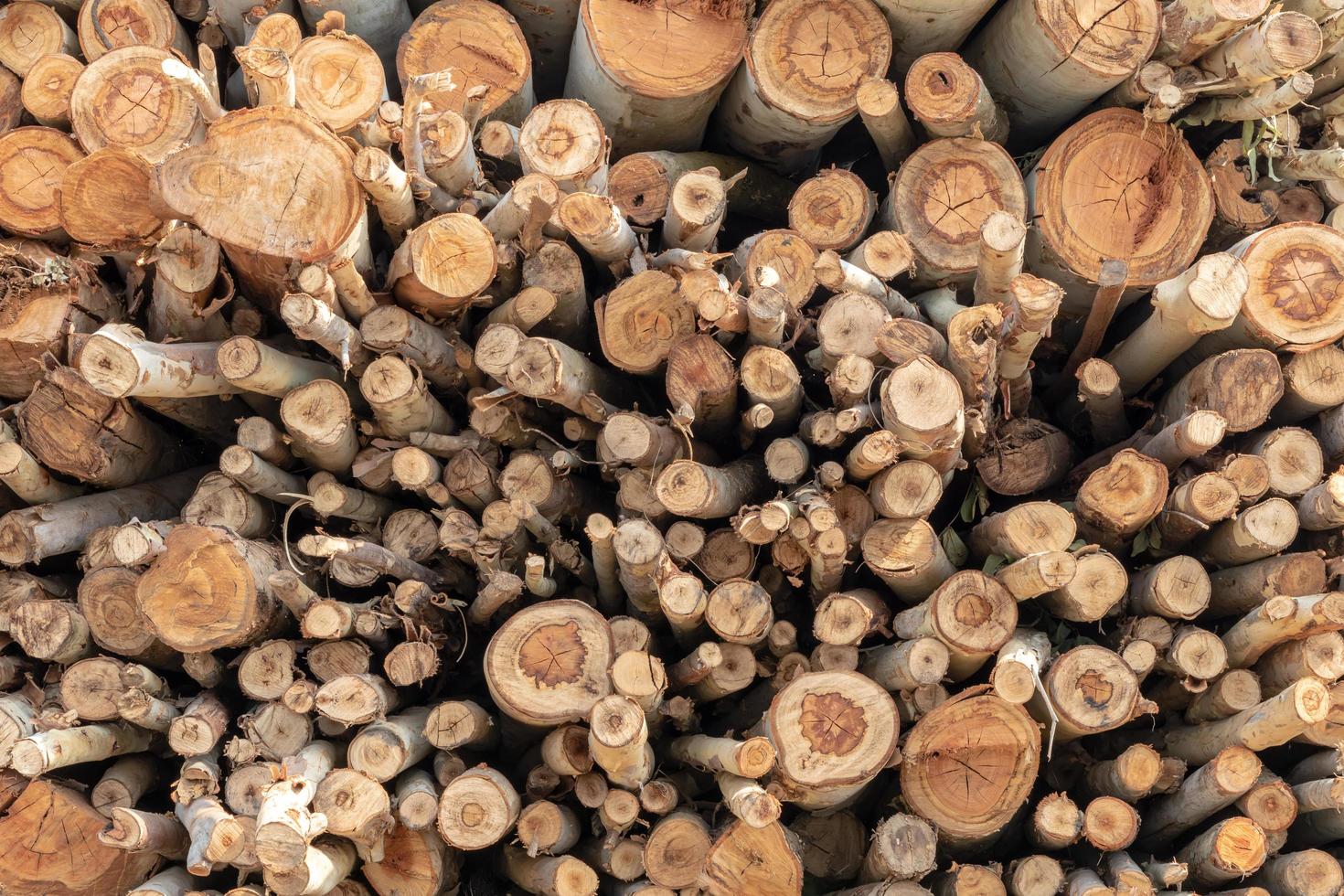 Background of various sizes of eucalyptus logs. photo