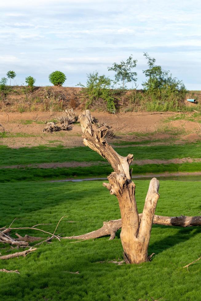 Dead dry stumps with green moss grass. photo