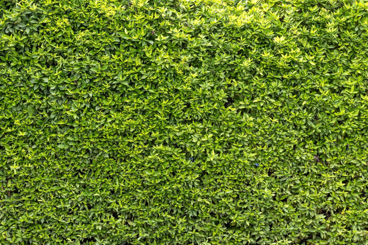 Many small leafy wall backgrounds. 7673350 Stock Photo at Vecteezy