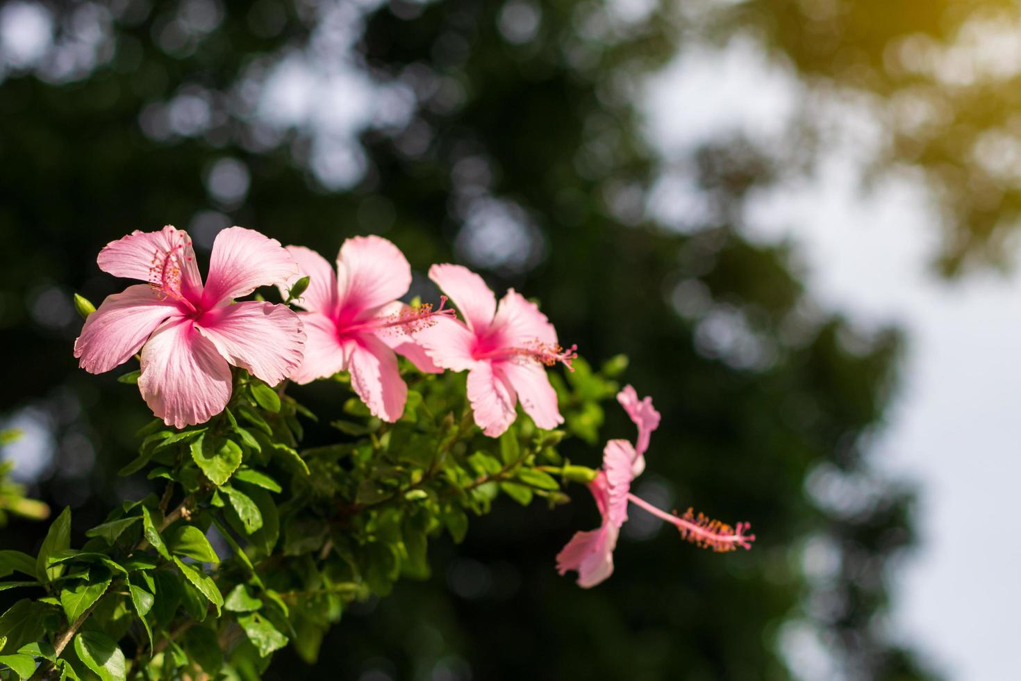 vista baja, hermosas flores de hibisco rosa durante el día. foto