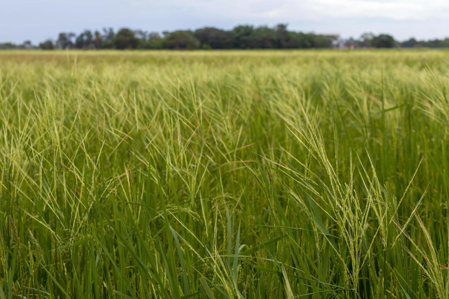 Weeds cover green rice fields. photo