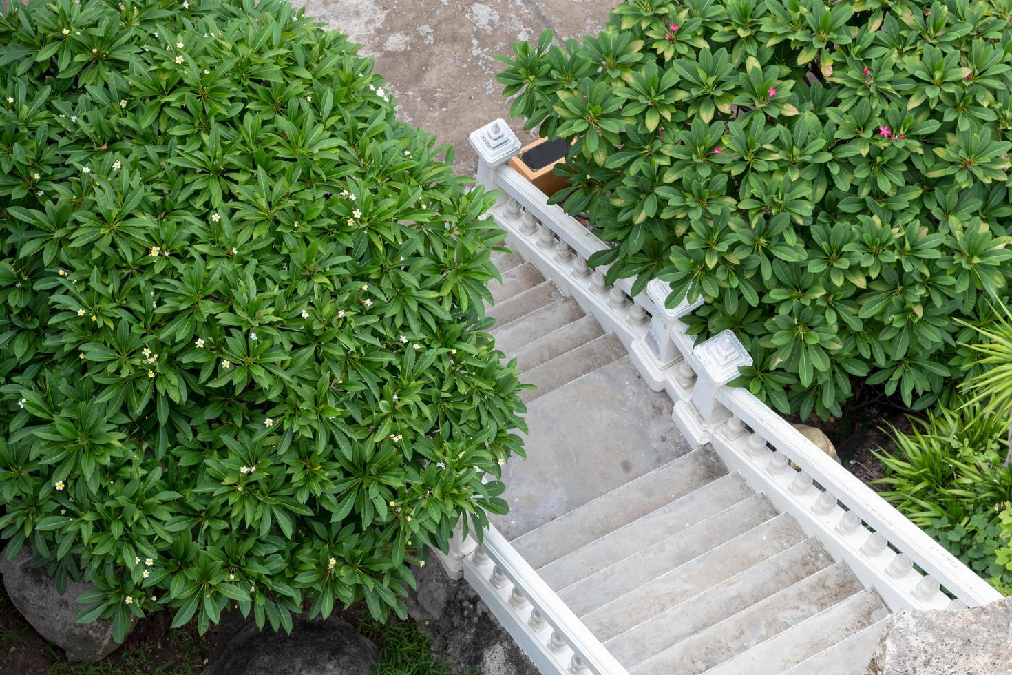 alta vista arriba, escalera de hormigón blanco con arbustos. foto