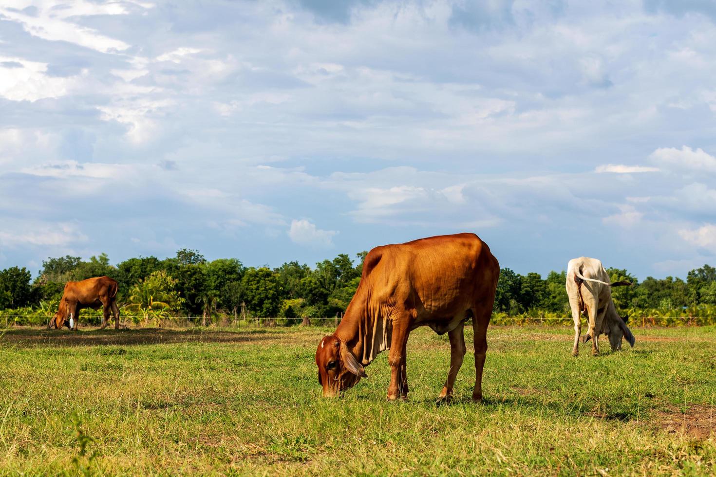 vacas marrones y blancas pastando en la hierba. foto