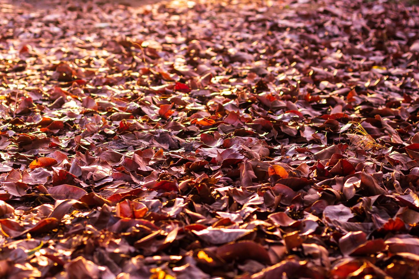 A pile of many dry leaves backlit on the ground. photo