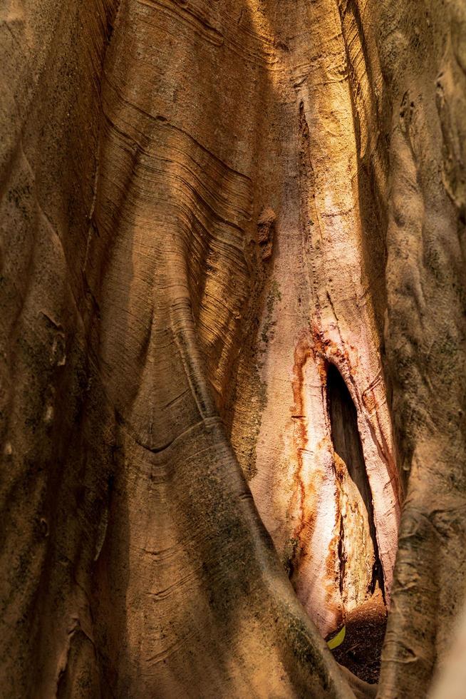primer plano de un fondo de tronco de árbol grande. foto