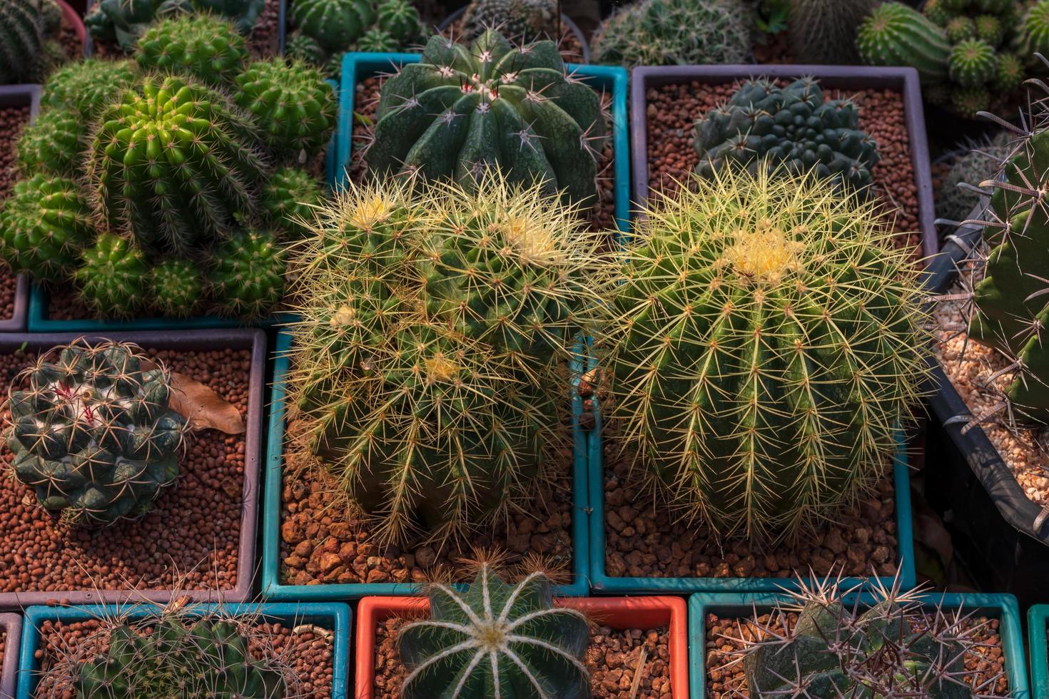 Close-up, large round cactus. photo