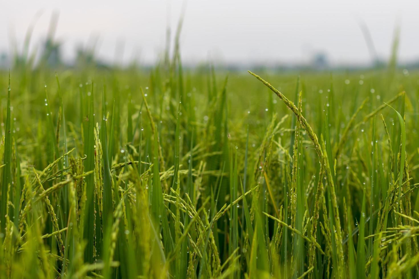 Rice grains and dew drops in the morning. photo