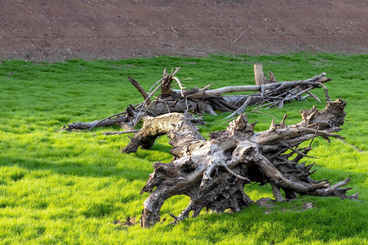 raíces secas, árboles muertos con hierba verde. foto
