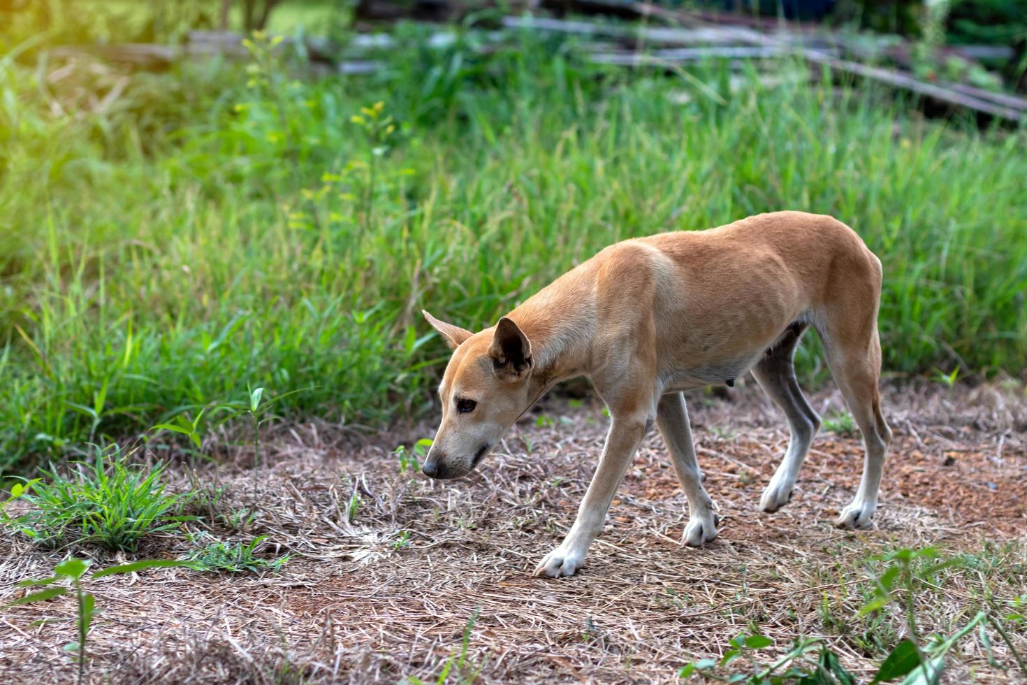 A thin Thai dog walked on the laterite soil. photo