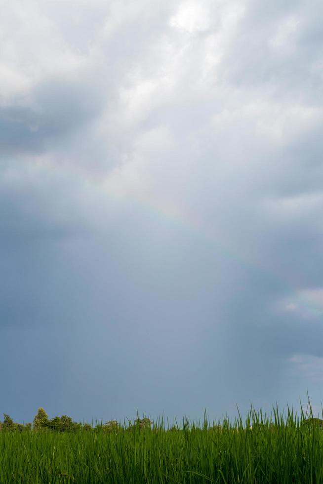 cielo nublado con arco iris sobre las hojas verdes. foto