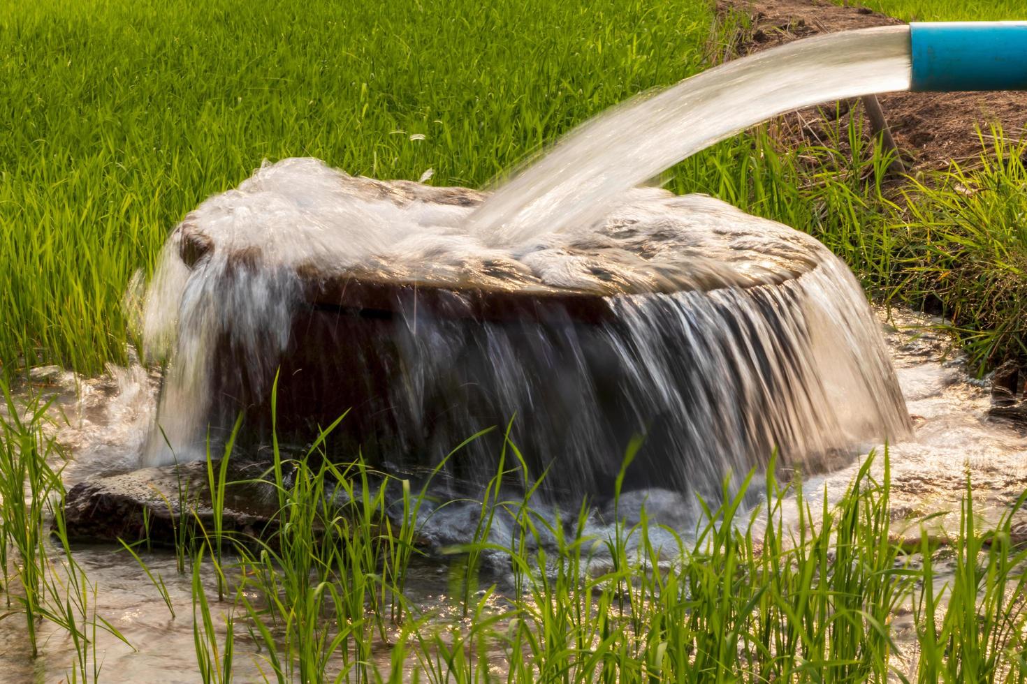 Water flows from a pipe to a round basin in green rice fields. photo