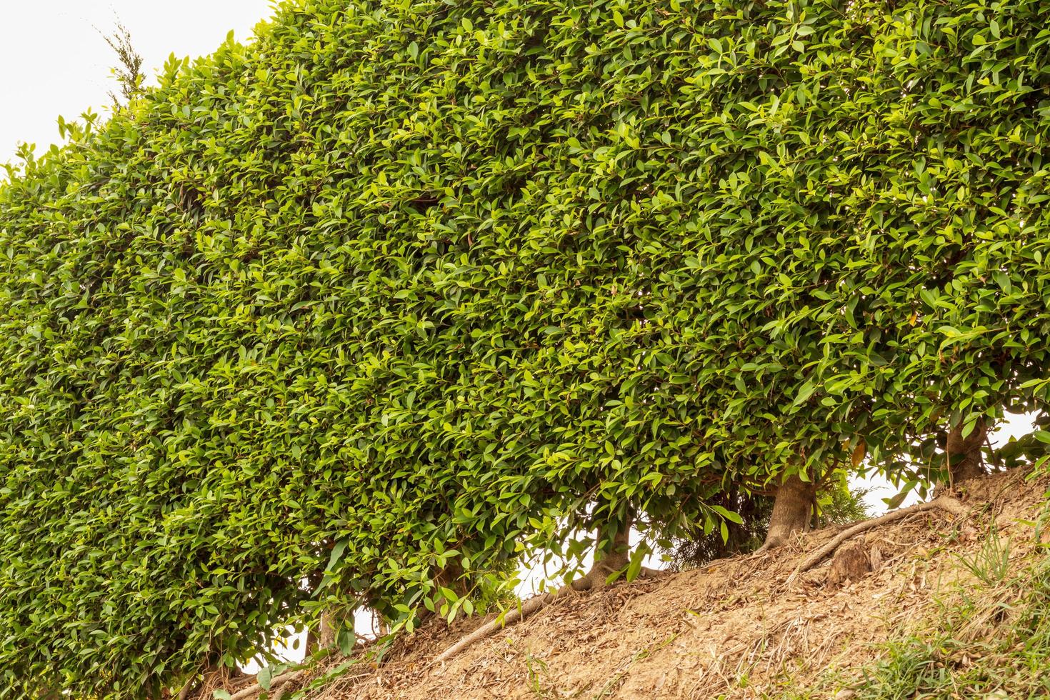 Close-up of the fence from many dense green foliage. photo