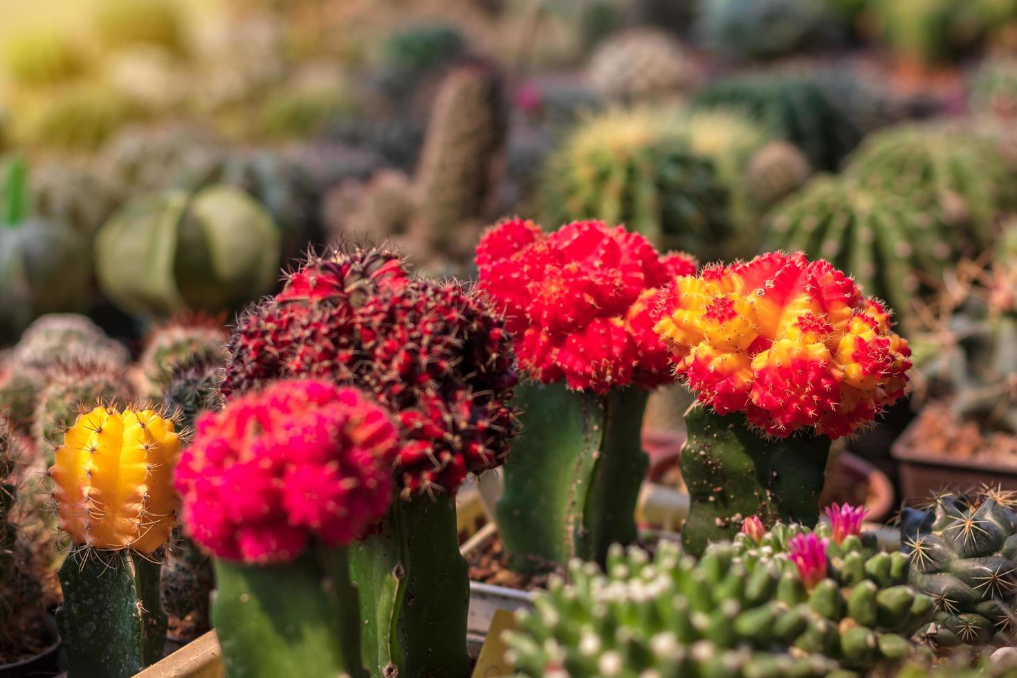 primer plano, hermoso cactus rojo. foto