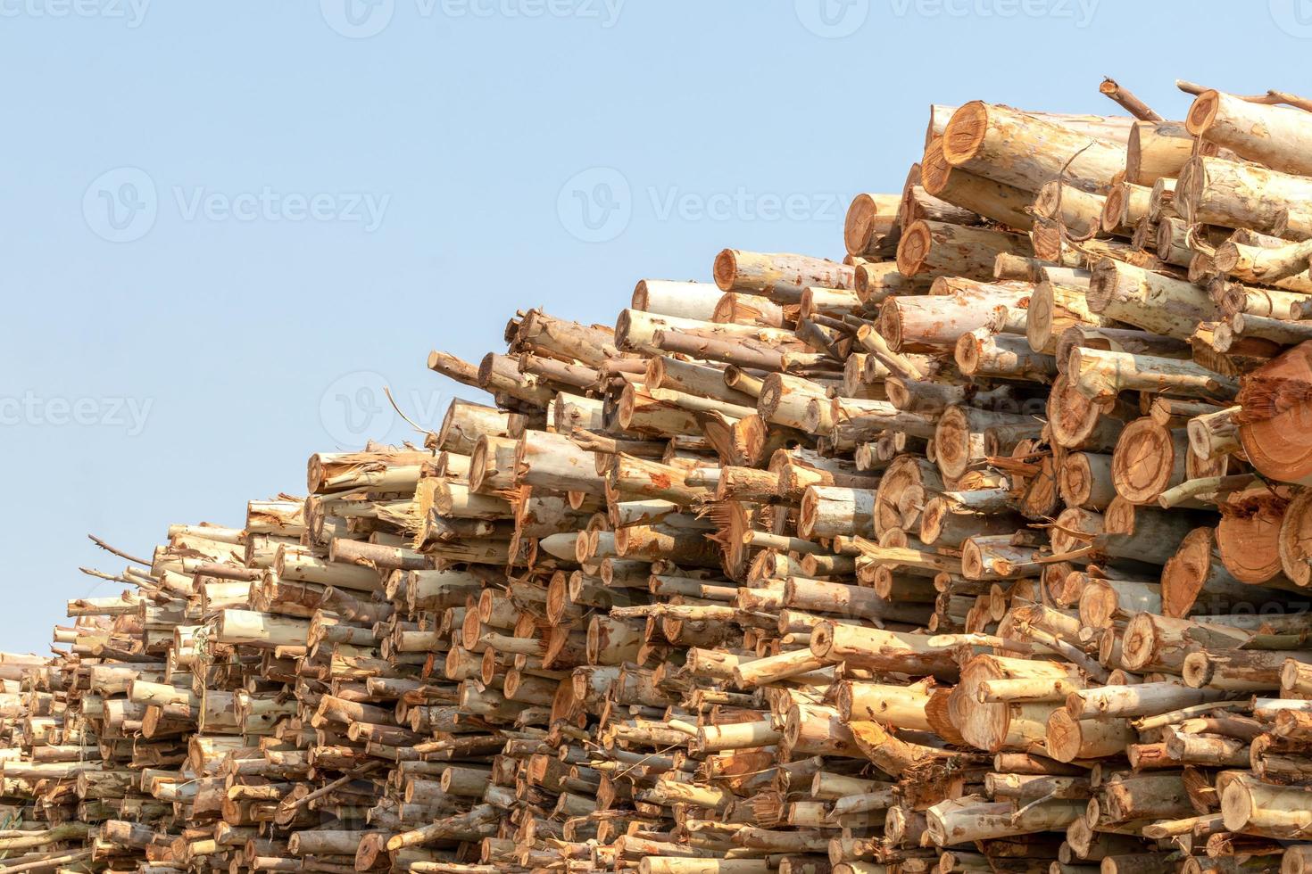 Many eucalyptus logs. photo