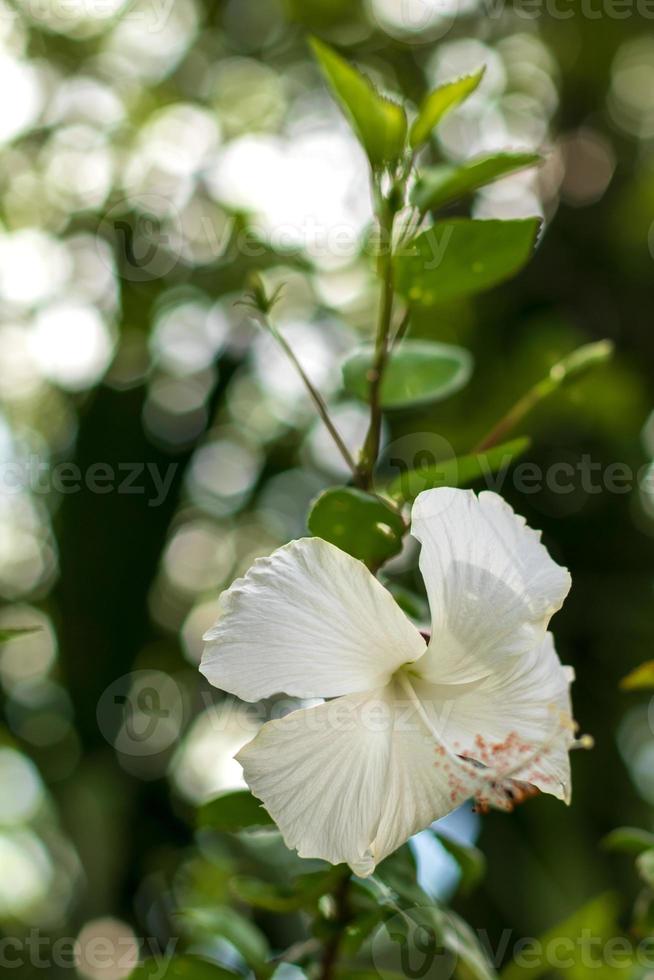 flores de hibisco blanco con luz borrosa y bokeh verde. foto