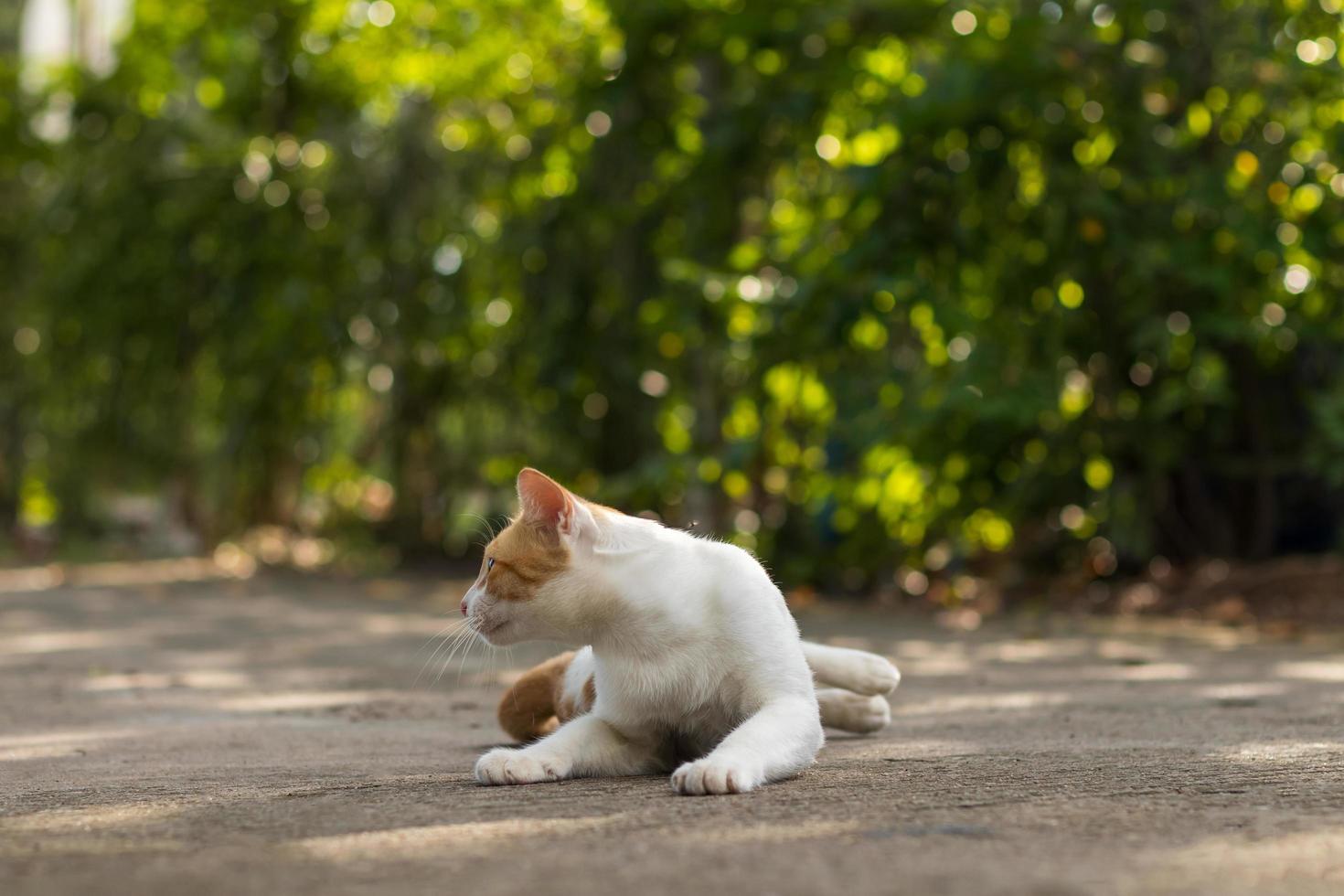 A white cat looking back and blurred green leaves. photo
