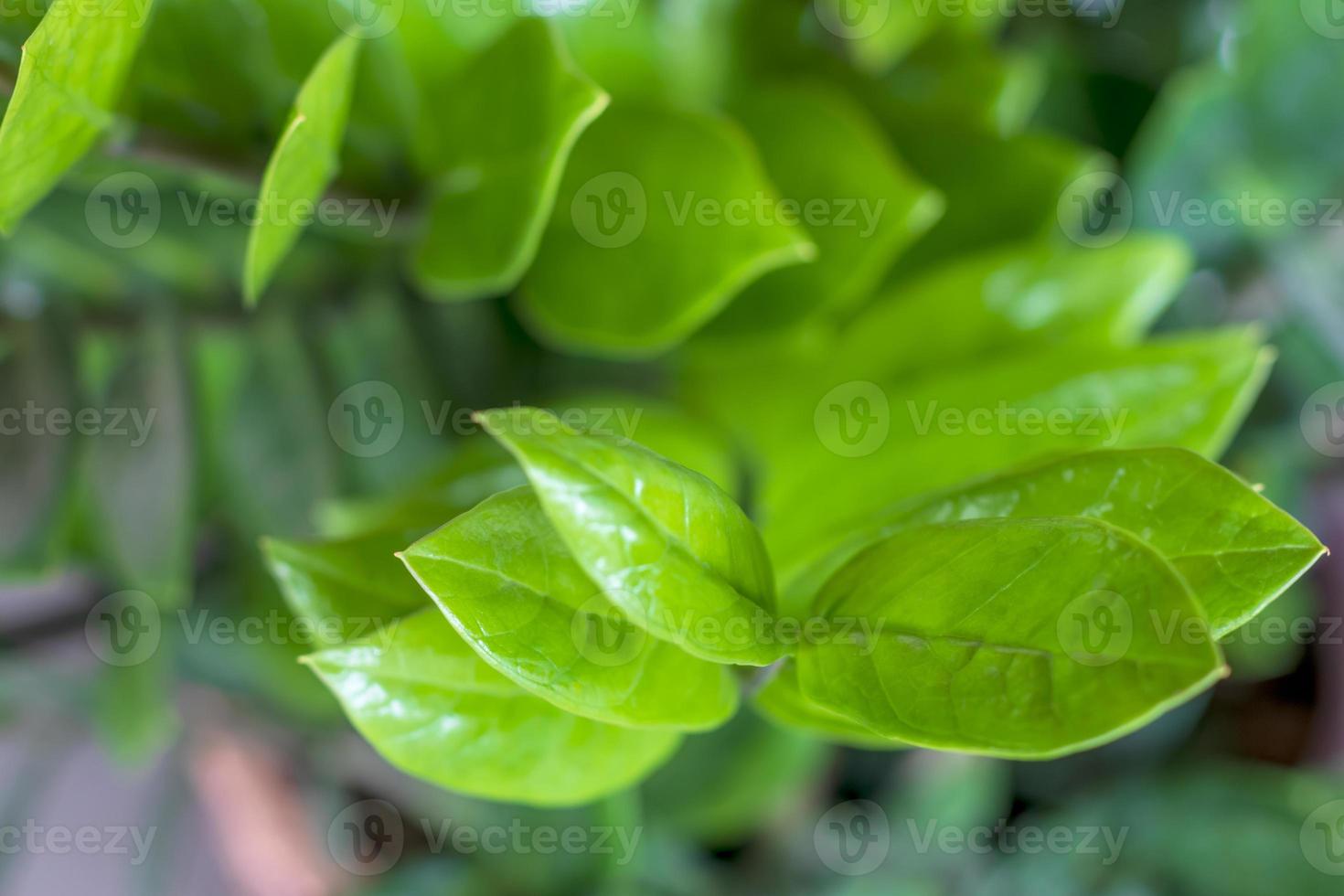 Zamioculcas zamiifolia, Zanzibar Gem. photo