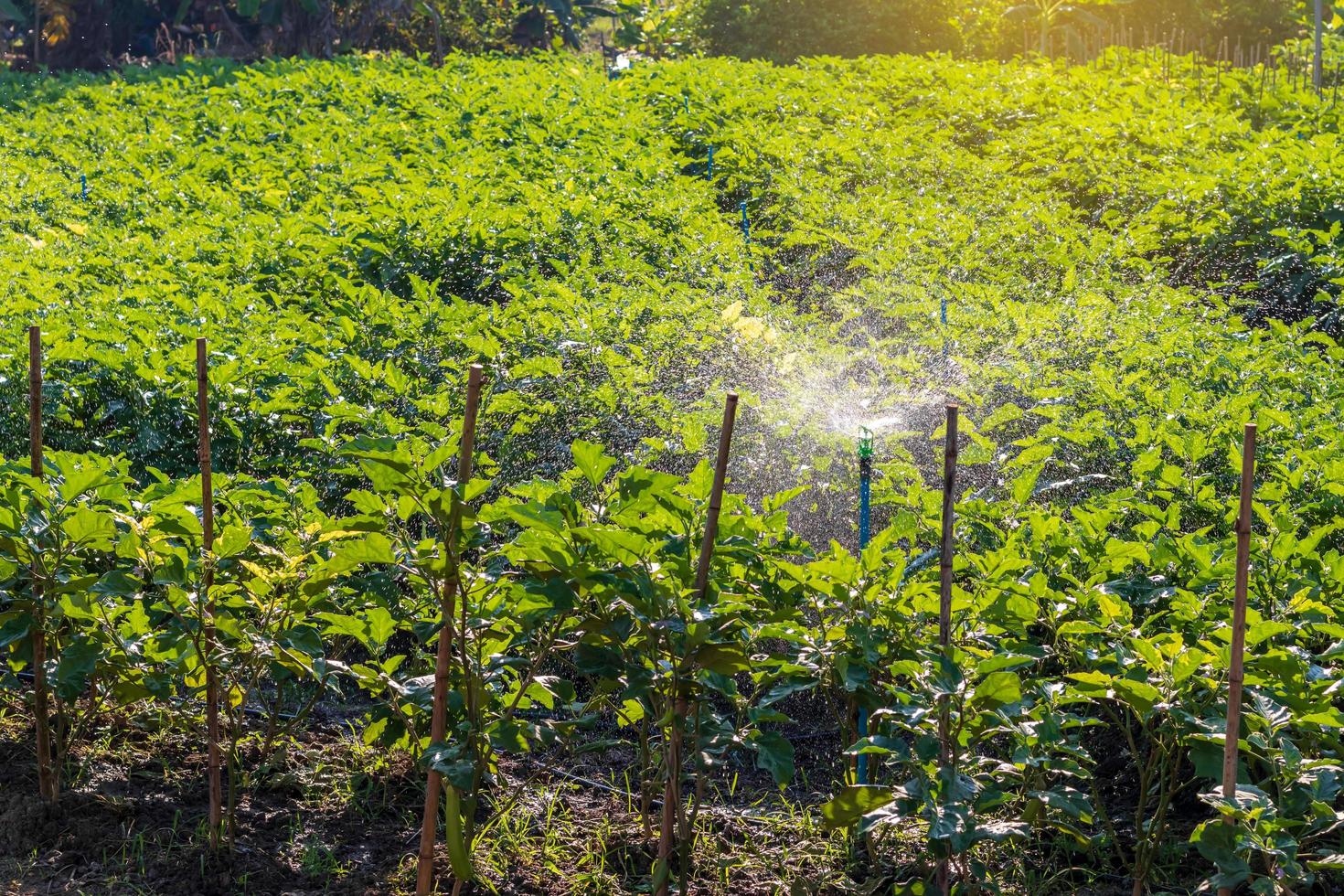 Eggplant field crops with water spraying systems. photo