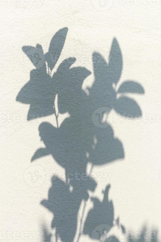 Shadows of many leaves on a white concrete wall. photo