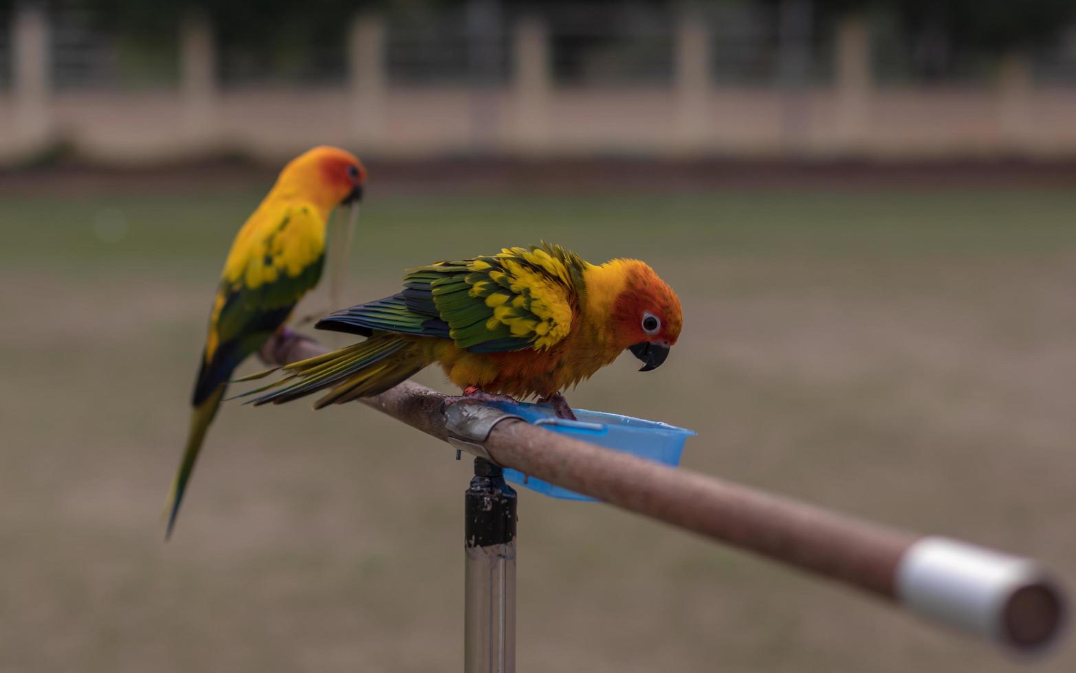 Small parrot with wooden rail. photo