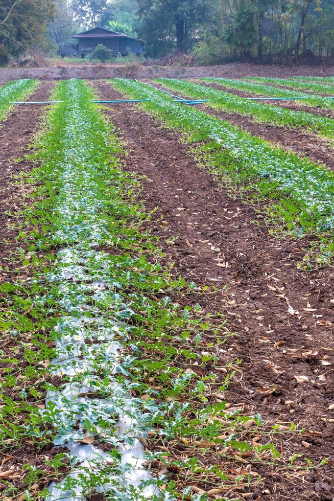 áreas de cultivo de sandía cerca de pueblos rurales. foto