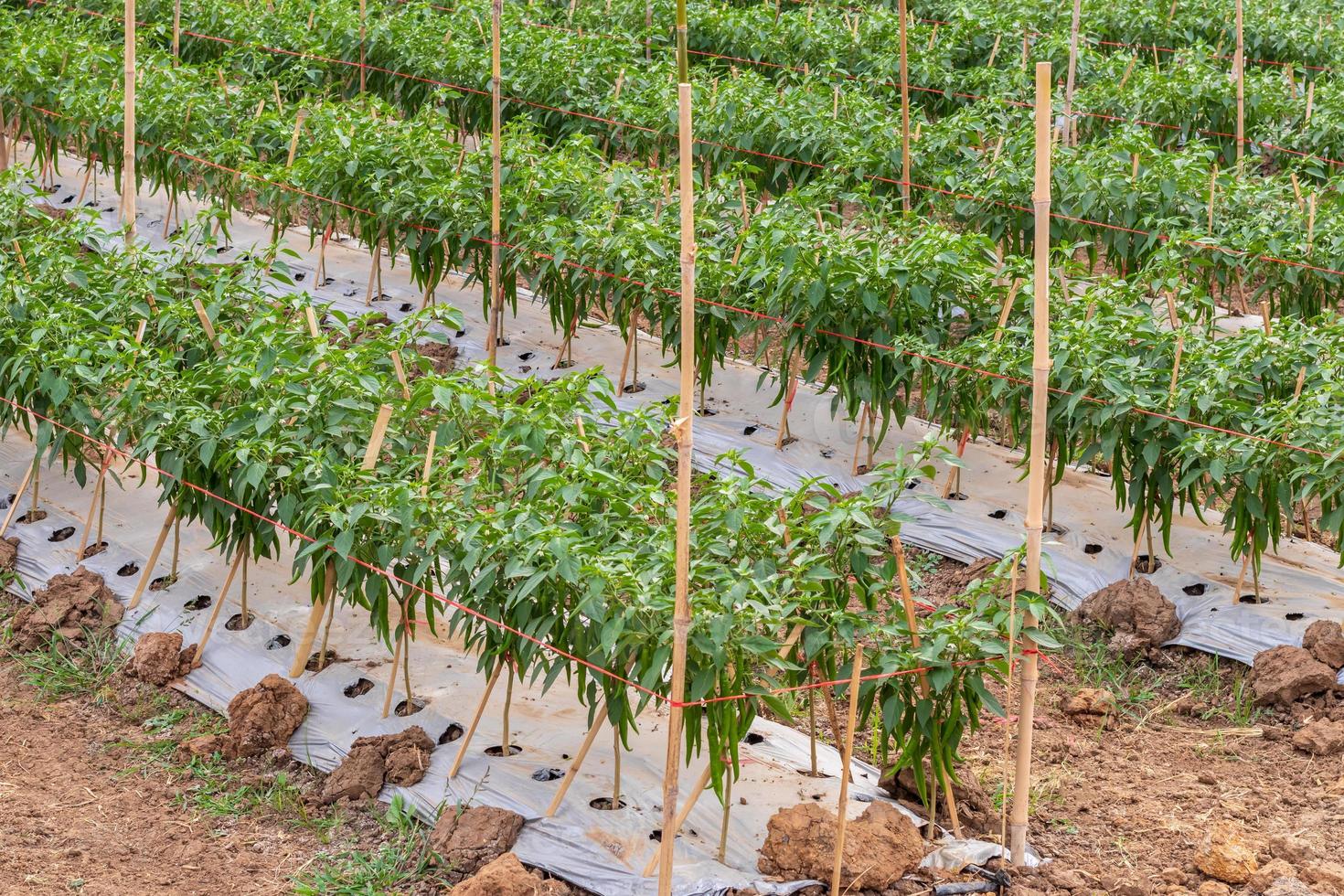 Close-up of many chilli cultivation rows. photo