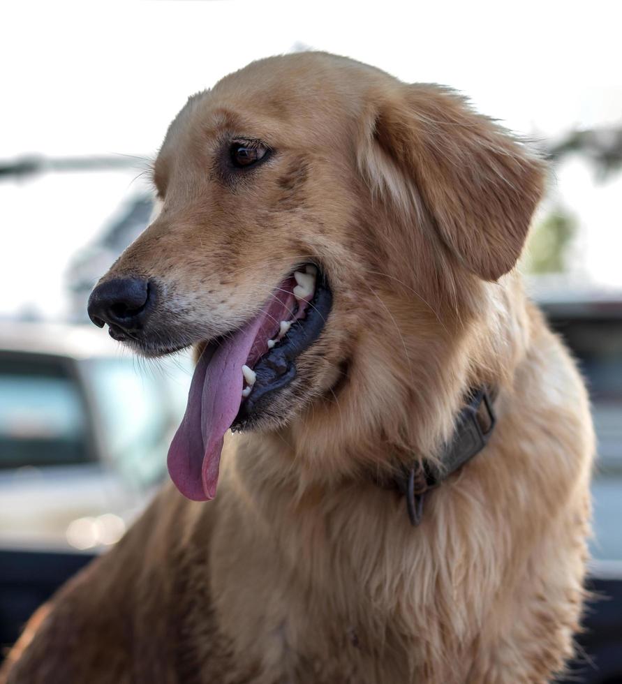 lengua de cara de perro golden retriever. foto