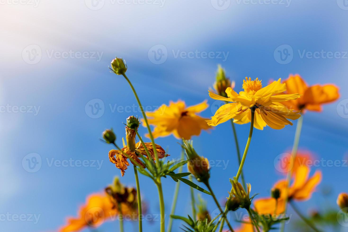 Yellow cosmos blossoms blurred with the sky clouds. photo