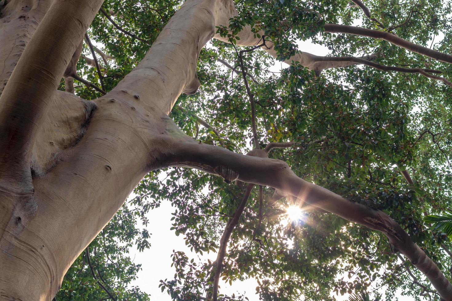 View under the big tree with its leaves. photo