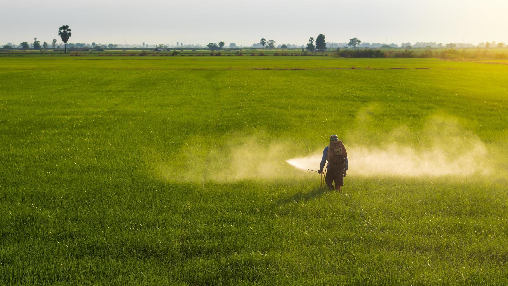 los agricultores rocían herbicidas en los campos de arroz verde temprano en la mañana. foto